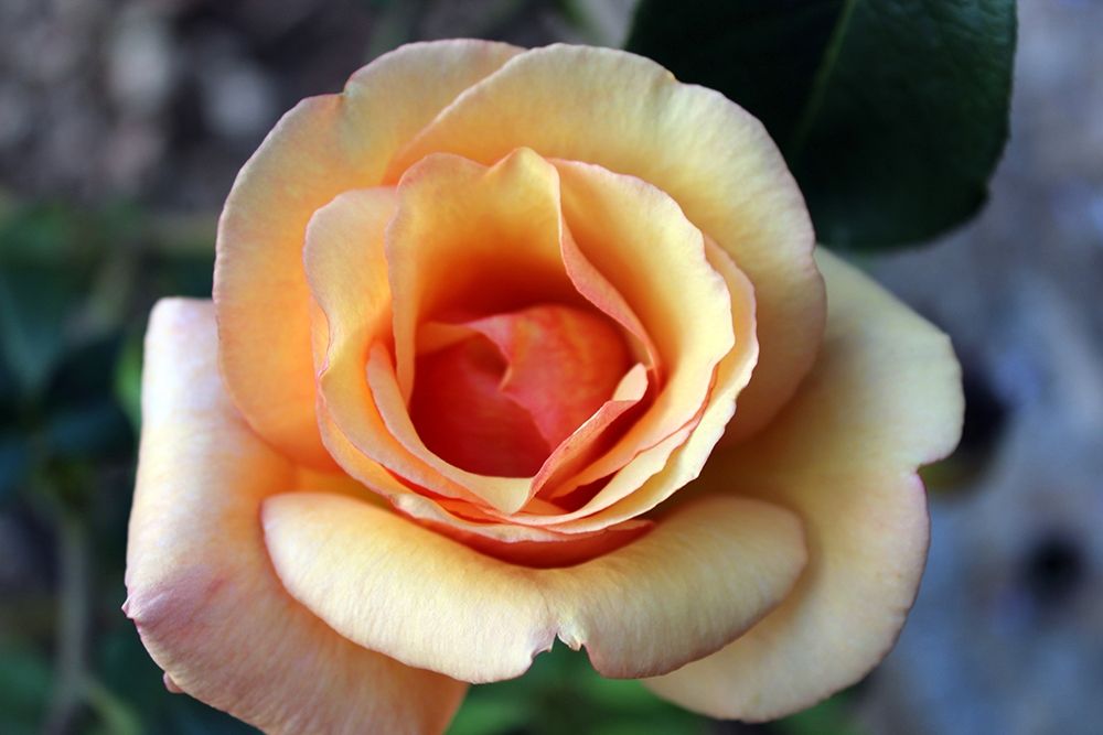 Pink-rose-friendship-flower art print by Giovanni Saiu for $57.95 CAD