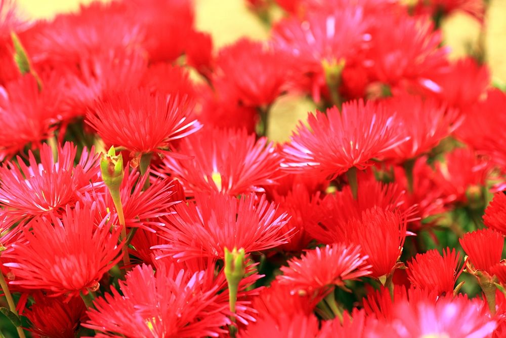 Wild-flowers-red-countryside-sardinia art print by Giovanni Saiu for $57.95 CAD
