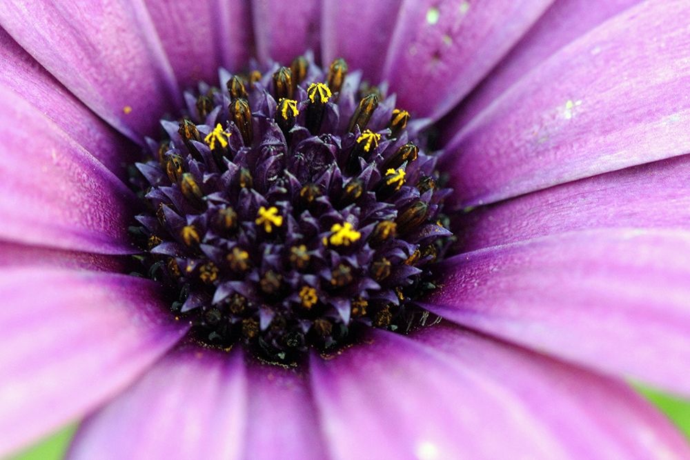 Stems-flower-pink-details art print by Giovanni Saiu for $57.95 CAD
