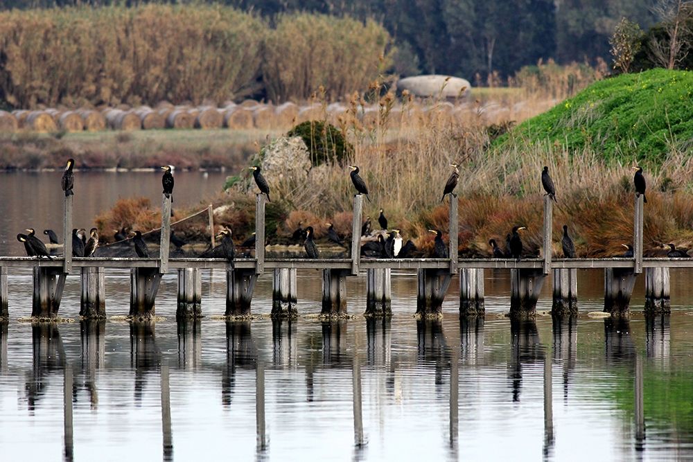 Pier-cormorants-pond-canes-seascape art print by Giovanni Saiu for $57.95 CAD