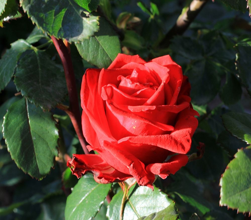 Red-rose-love-nature art print by Giovanni Saiu for $57.95 CAD