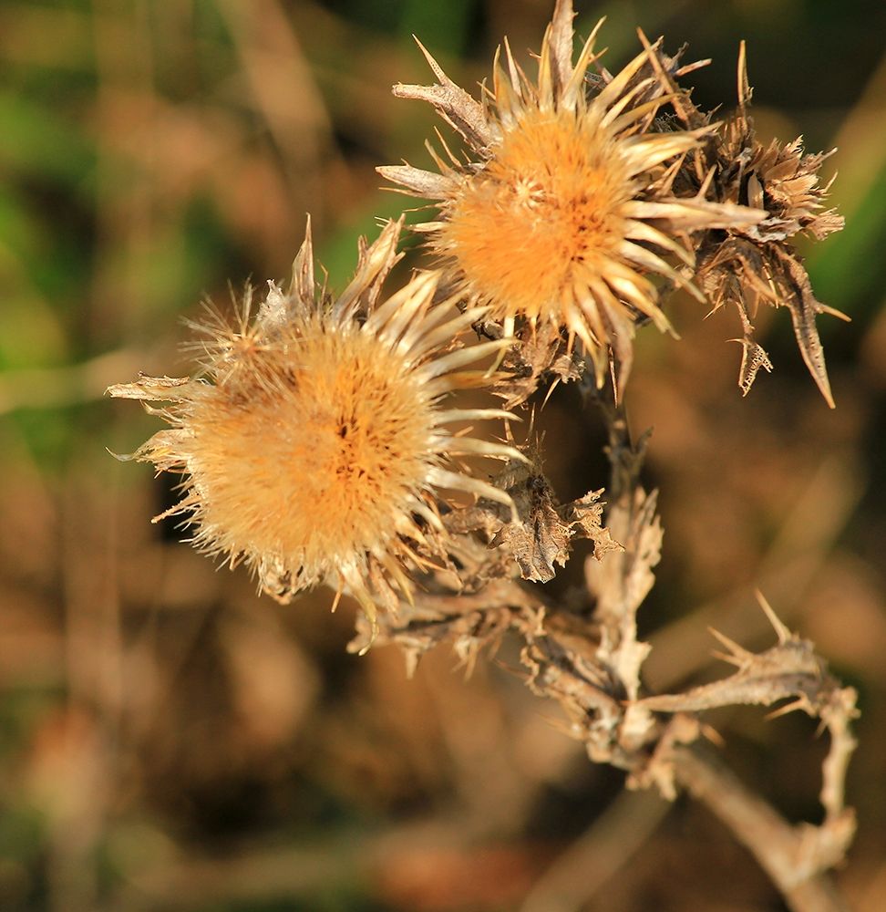 Wild-thorns-yellow-nature art print by Giovanni Saiu for $57.95 CAD