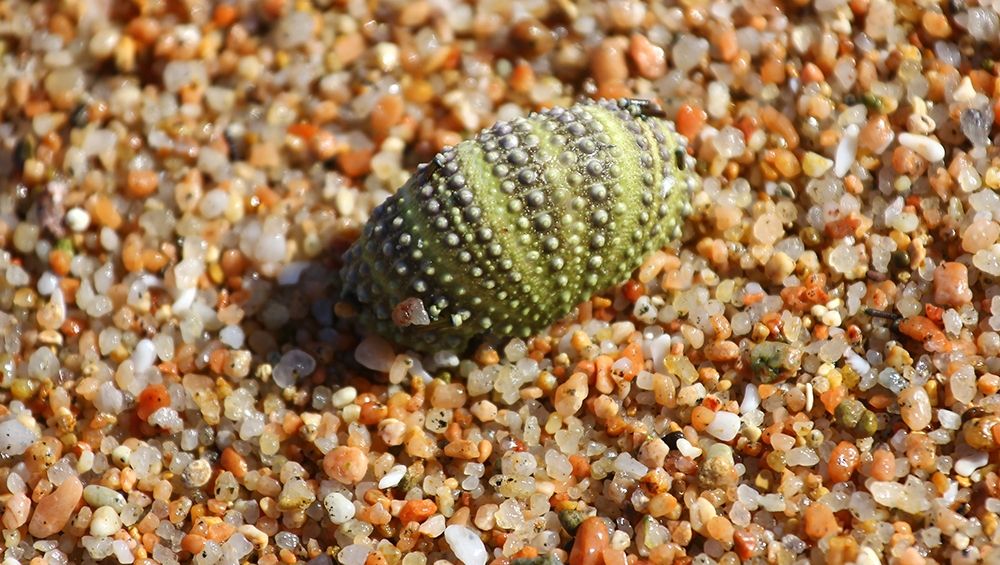 Green Seashell on the shore art print by Giovanni Saiu for $57.95 CAD