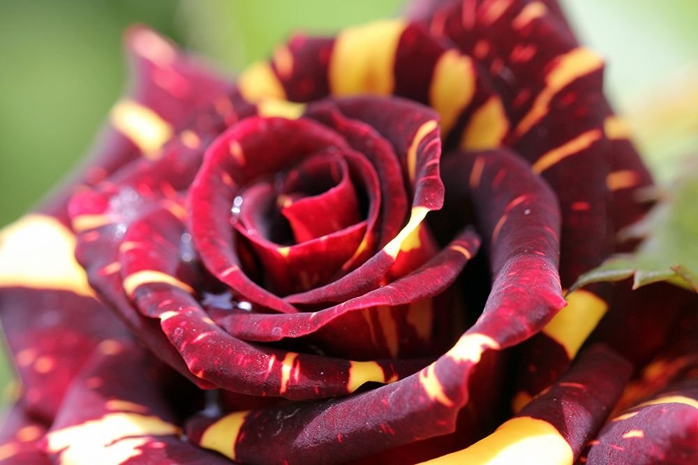 Charming red and yellow rose art print by Giovanni Saiu for $57.95 CAD