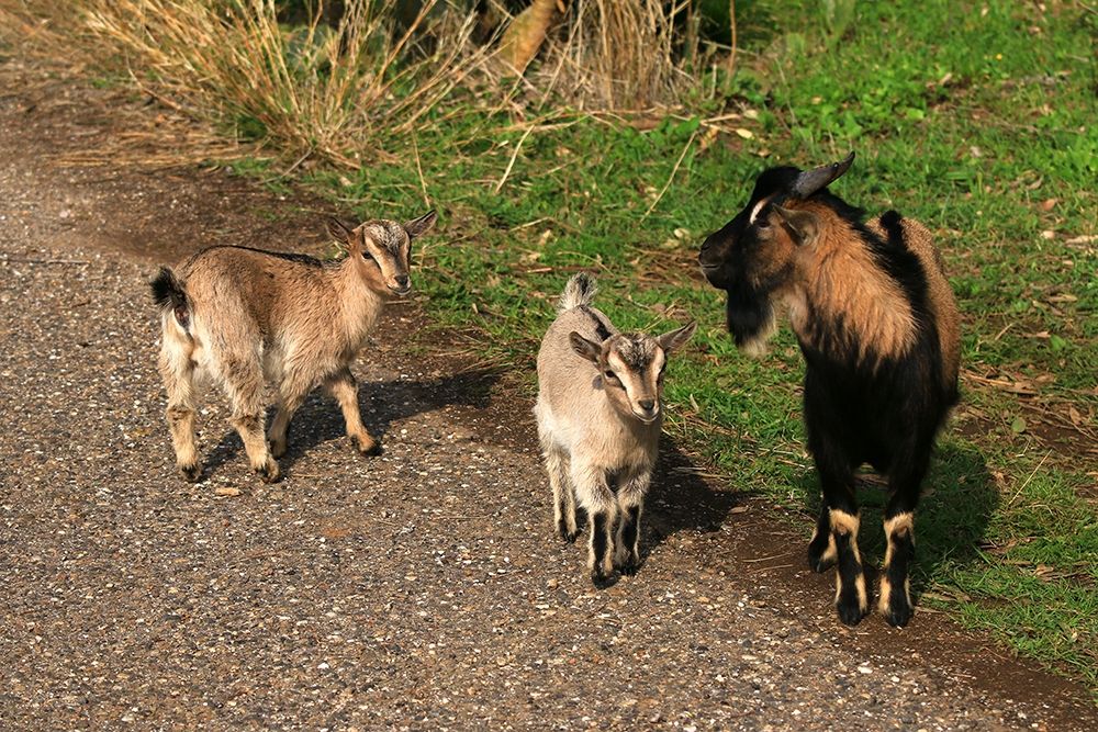 Three goats on a country road art print by Giovanni Saiu for $57.95 CAD