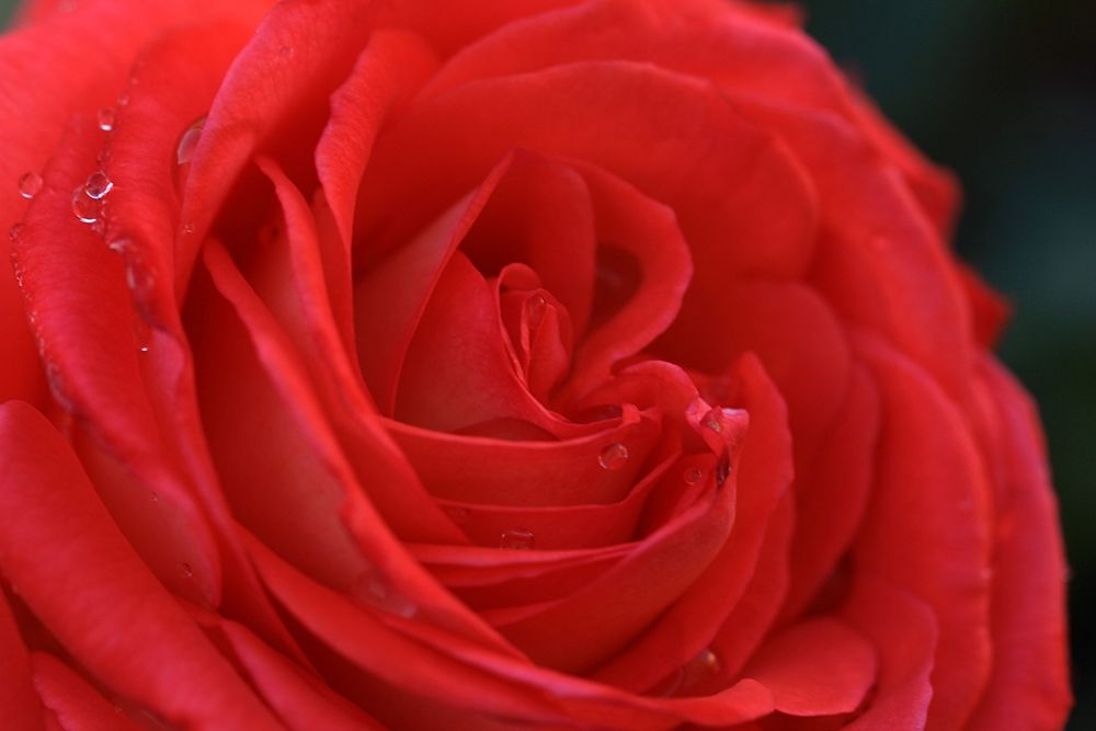 Enchanting Red Rose detail art print by Giovanni Saiu for $57.95 CAD