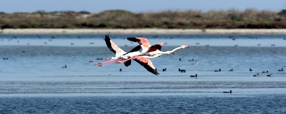 Salt lake with flying flamingos couple art print by Giovanni Saiu for $57.95 CAD