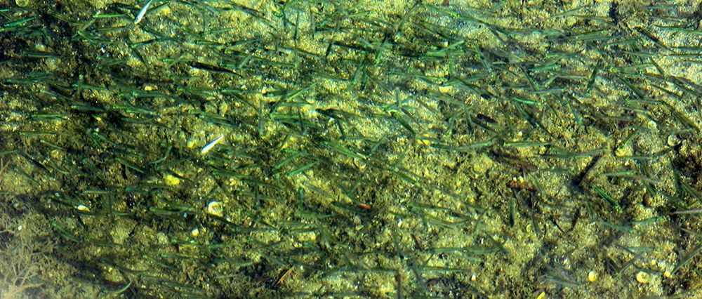 Fishes multitude in green water art print by Giovanni Saiu for $57.95 CAD