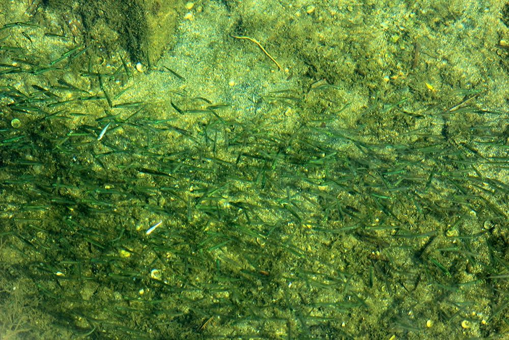 Fishes swimming on green Seabed art print by Giovanni Saiu for $57.95 CAD