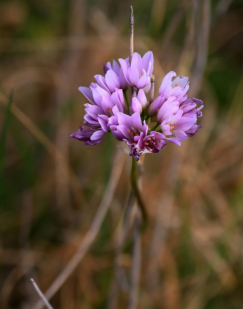 Delicate Purple Flower art print by Giovanni Saiu for $57.95 CAD