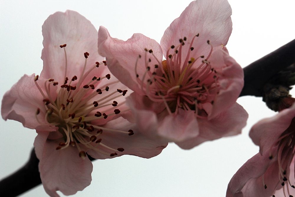 Enchanting Pink Flowers on a Branch art print by Giovanni Saiu for $57.95 CAD