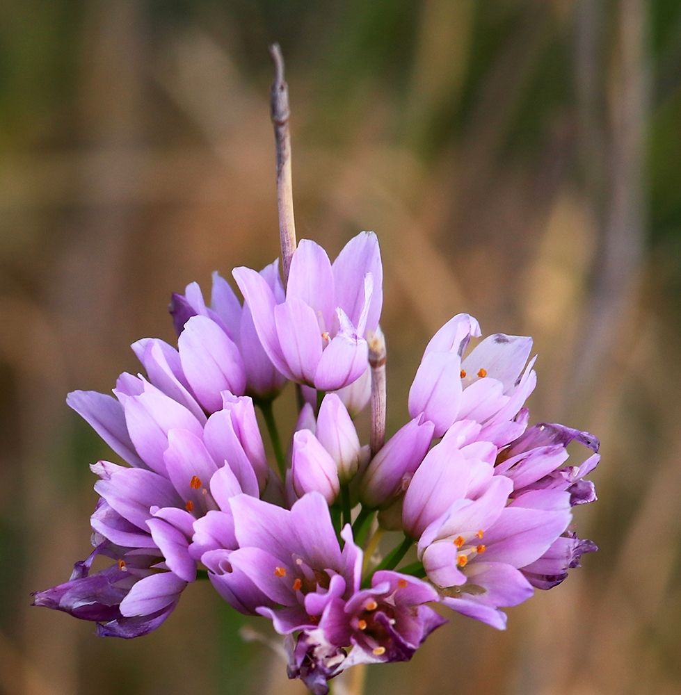 Detail of a purple wild Flower art print by Giovanni Saiu for $57.95 CAD