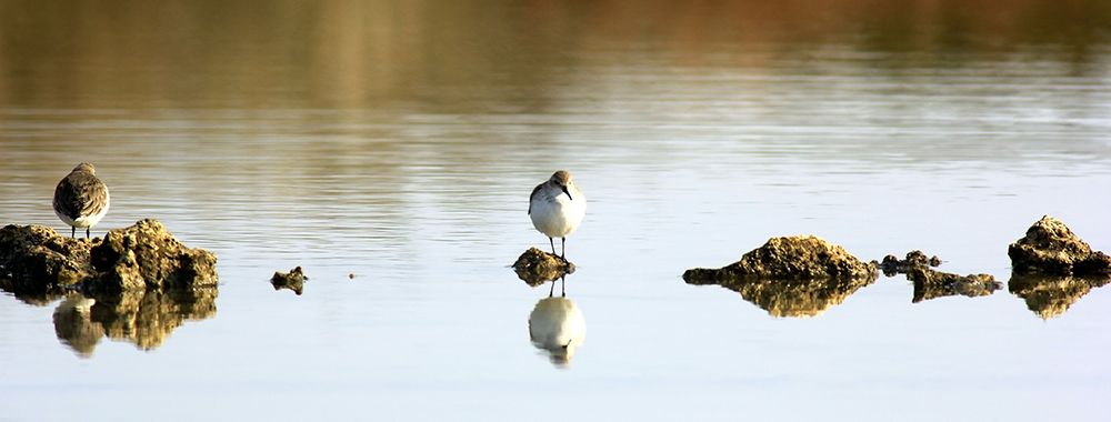 Two water birds perched on the rocks art print by Giovanni Saiu for $57.95 CAD
