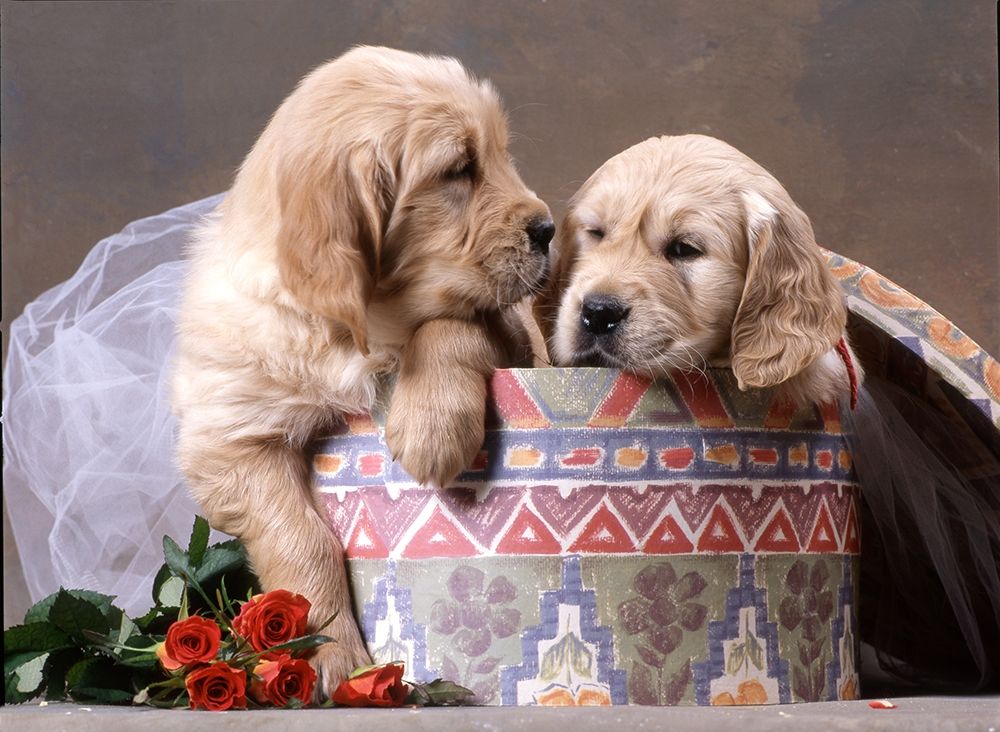 puppies in box art print by Patrick Hoenderkamp for $57.95 CAD
