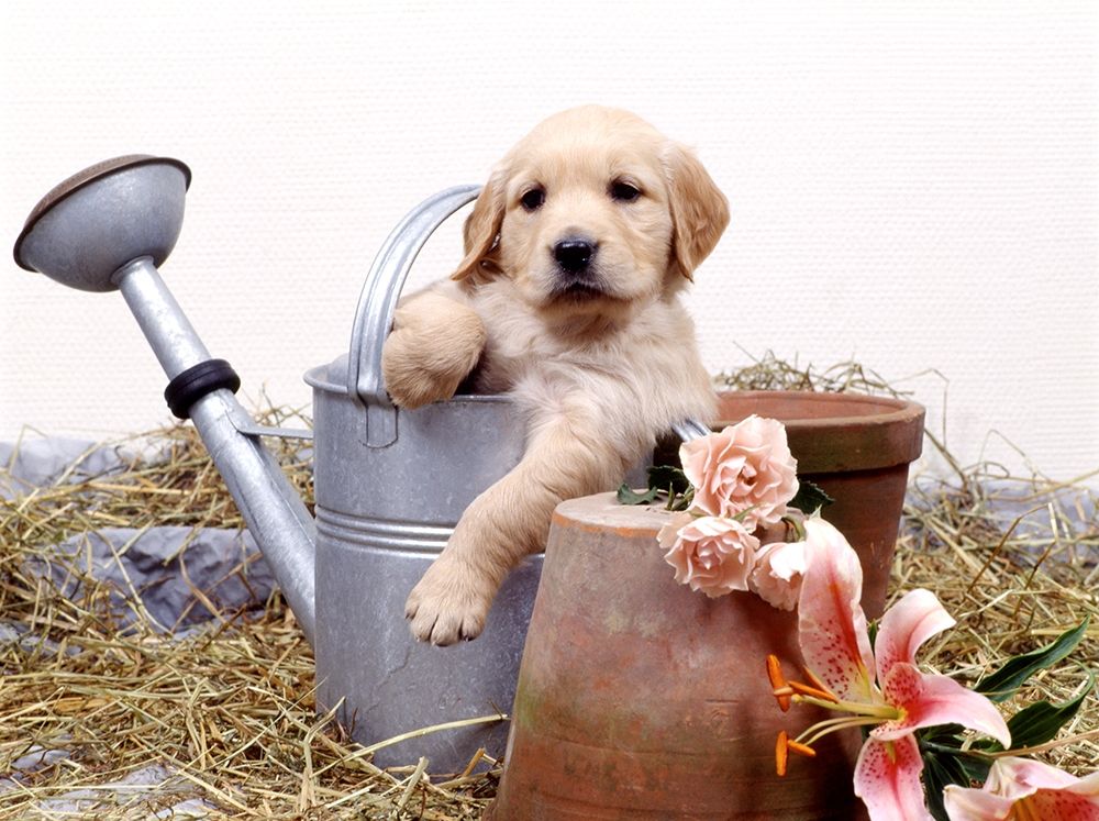 puppies in watering can art print by Patrick Hoenderkamp for $57.95 CAD