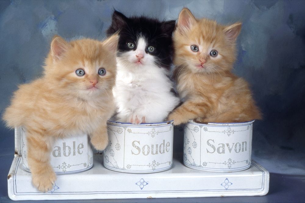 three kitten in soapbox art print by Patrick Hoenderkamp for $57.95 CAD