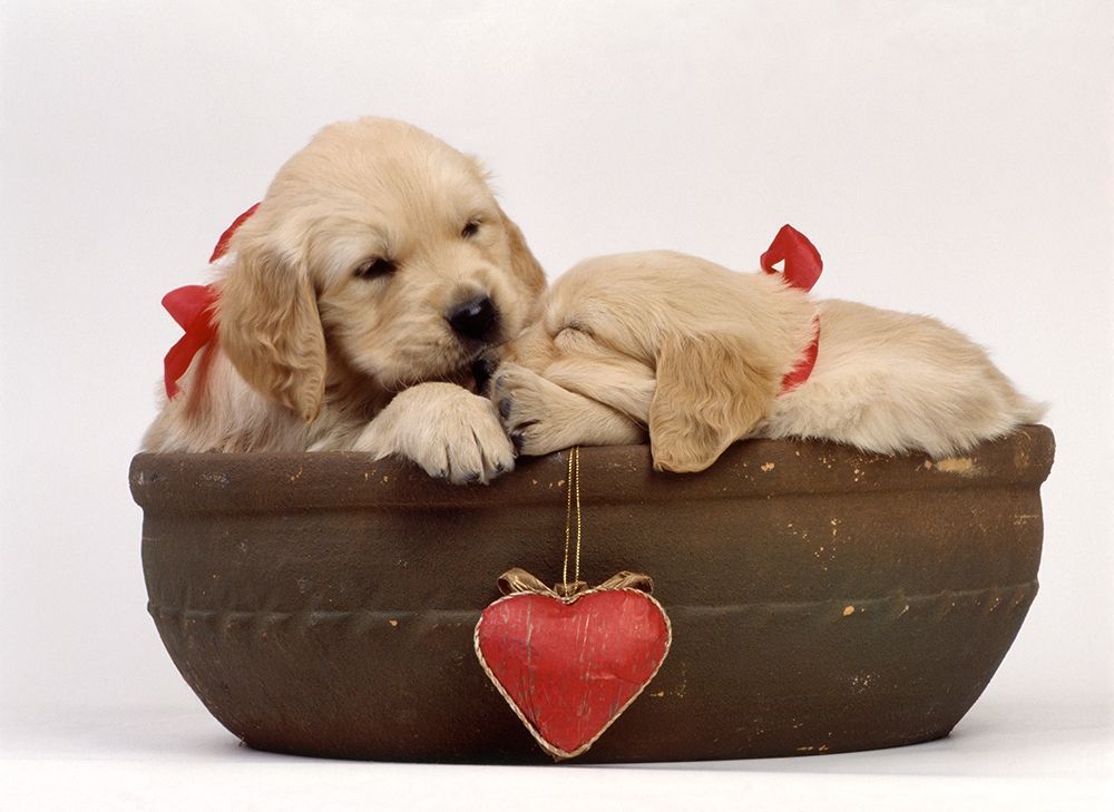 labradors in love art print by Patrick Hoenderkamp for $57.95 CAD