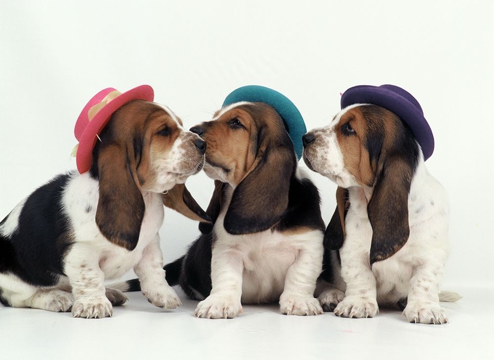 Party dogs art print by Patrick Hoenderkamp for $57.95 CAD