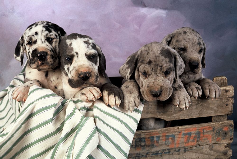 We are family art print by Patrick Hoenderkamp for $57.95 CAD