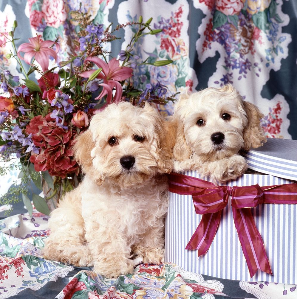 Puppies in giftbox art print by Patrick Hoenderkamp for $57.95 CAD