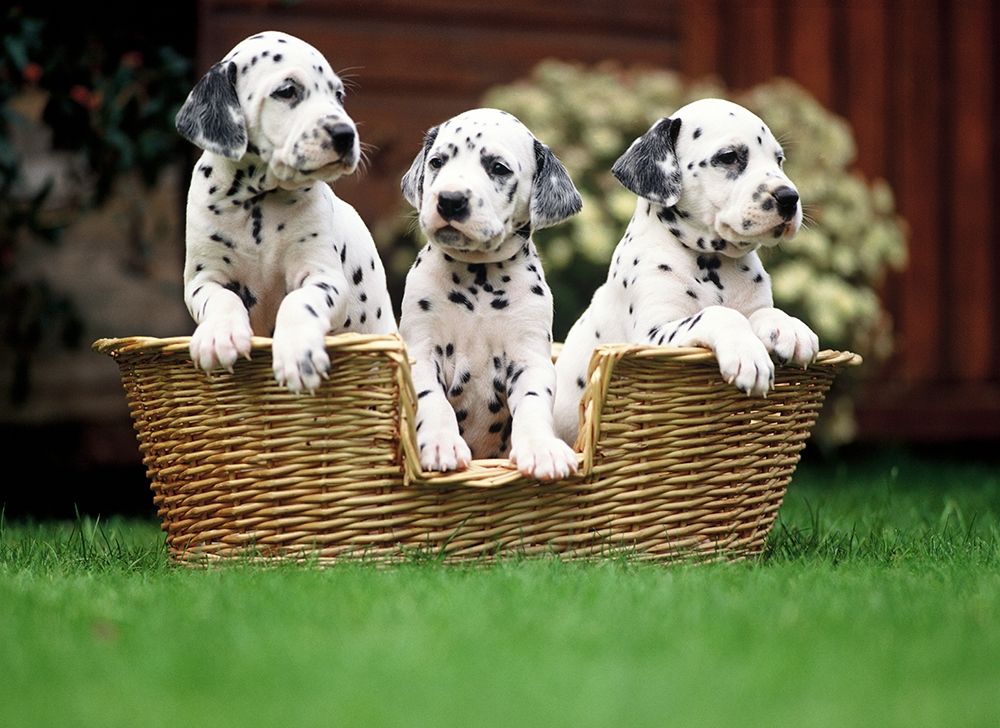 dalmatian puppies art print by Patrick Hoenderkamp for $57.95 CAD
