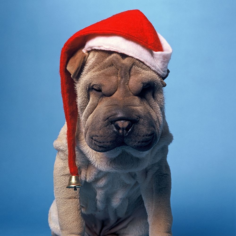 Shar Pei with x-mas hat art print by Patrick Hoenderkamp for $57.95 CAD