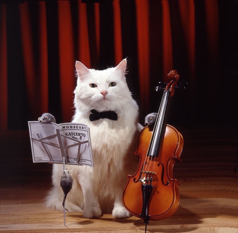 Violin cat art print by Patrick Hoenderkamp for $57.95 CAD