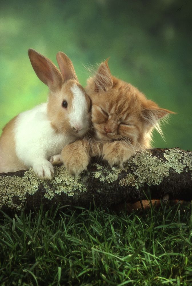 kitten and rabbit art print by Patrick Hoenderkamp for $57.95 CAD