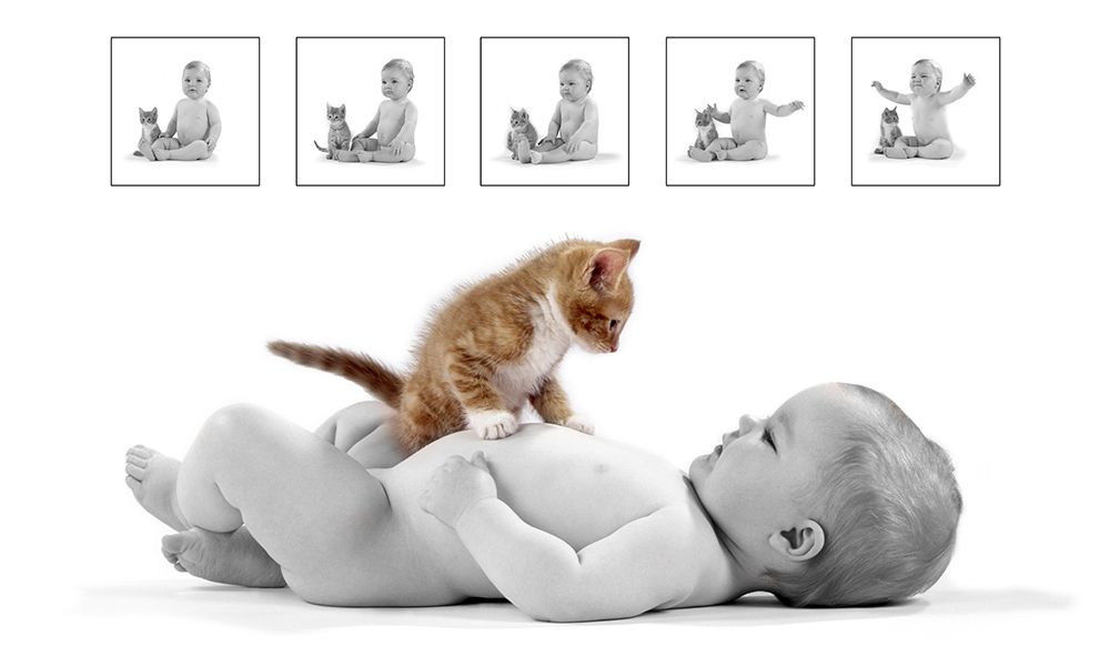 Kitten and baby art print by Patrick Hoenderkamp for $57.95 CAD