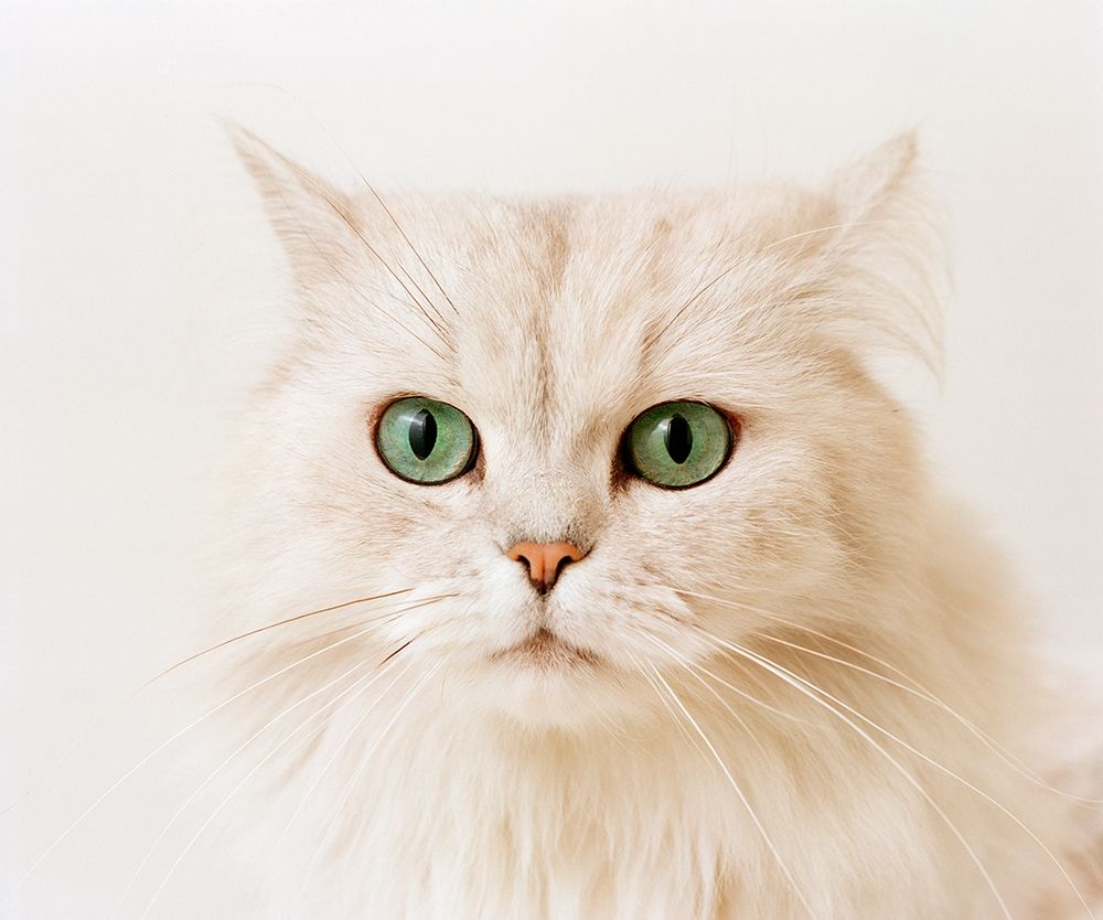 white cat art print by Patrick Hoenderkamp for $57.95 CAD