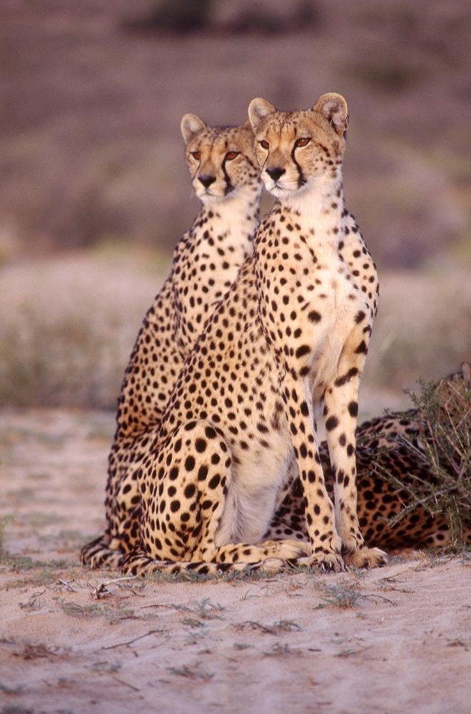 leopard art print by Patrick Hoenderkamp for $57.95 CAD