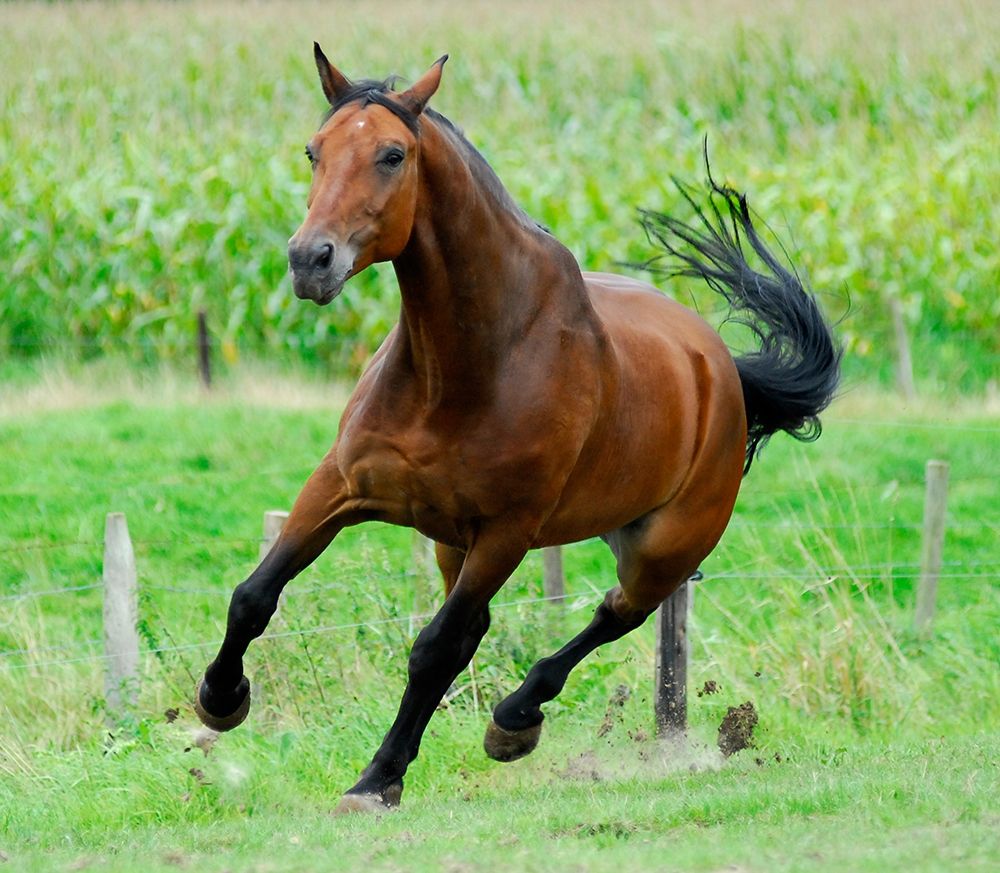 Running horse art print by Patrick Hoenderkamp for $57.95 CAD