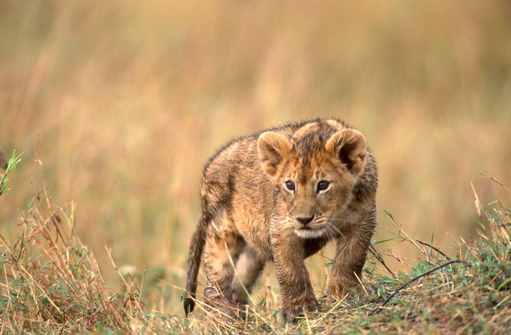 lion pup art print by Patrick Hoenderkamp for $57.95 CAD
