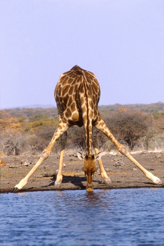 Giraffe art print by Patrick Hoenderkamp for $57.95 CAD