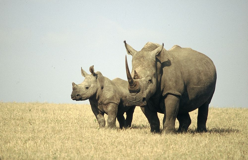 Rhino family art print by Patrick Hoenderkamp for $57.95 CAD