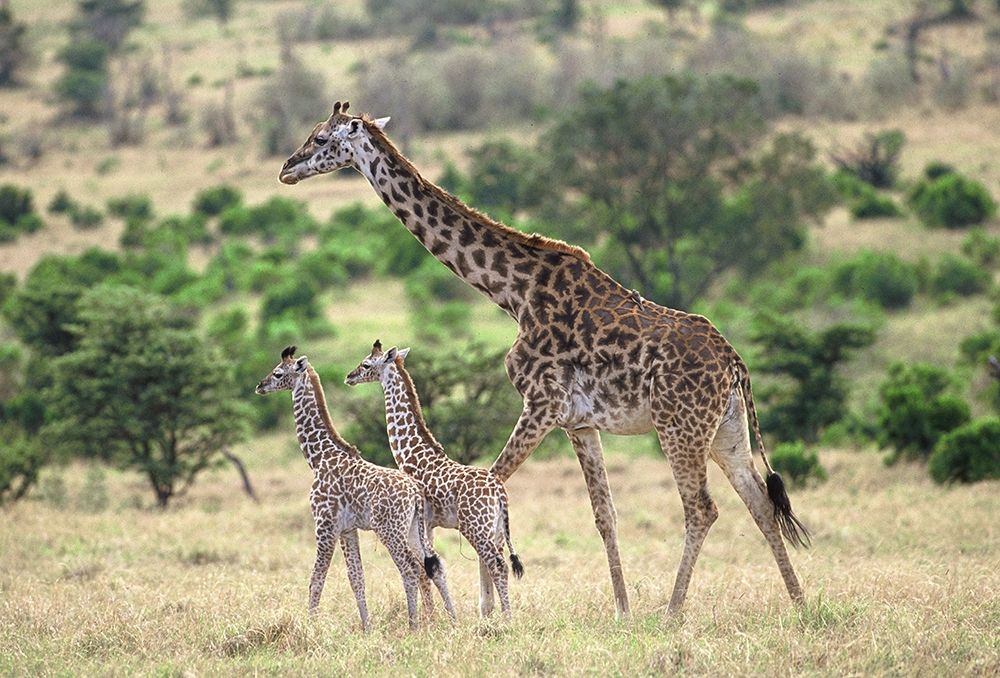 Giraffe family art print by Patrick Hoenderkamp for $57.95 CAD