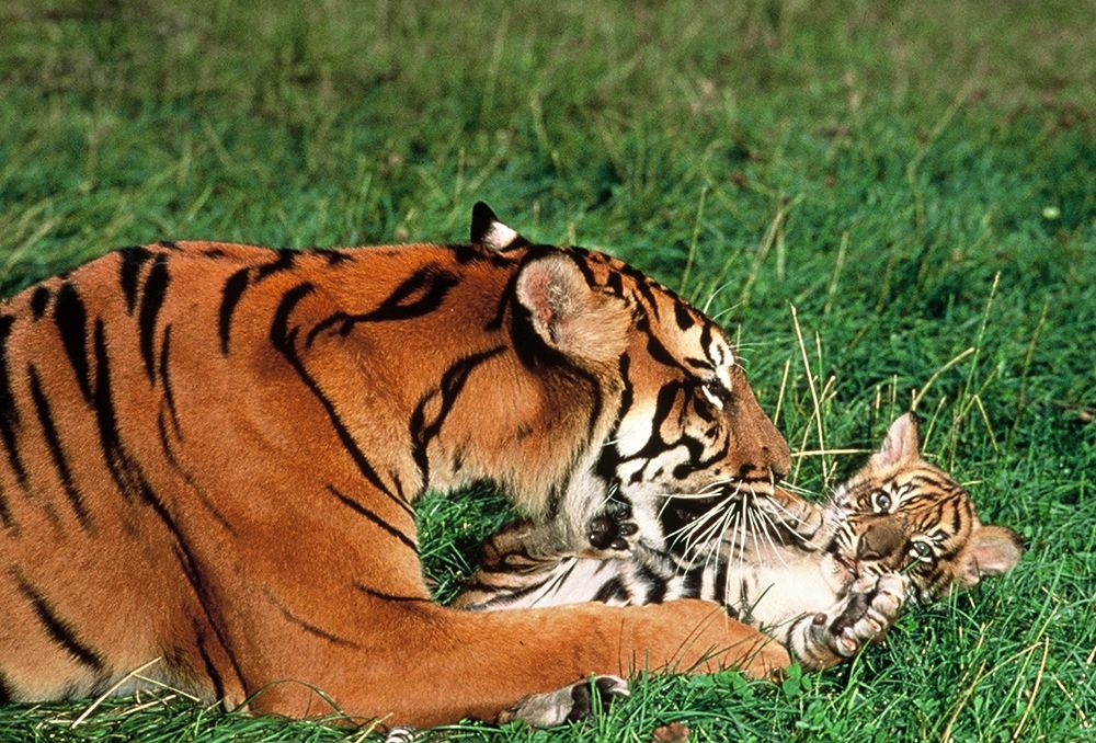 Mother tiger art print by Patrick Hoenderkamp for $57.95 CAD