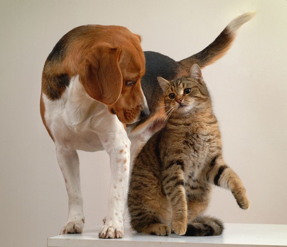 cat and dog art print by Patrick Hoenderkamp for $57.95 CAD