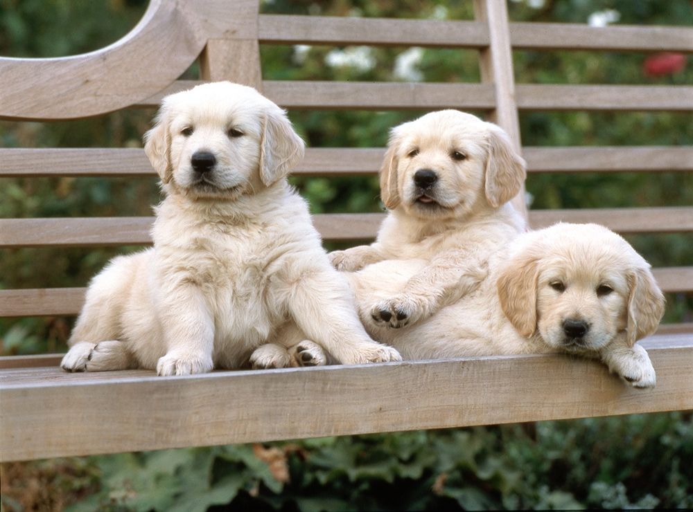 relaxed labradors art print by Patrick Hoenderkamp for $57.95 CAD