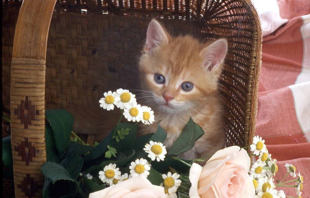 Cat in basket art print by Patrick Hoenderkamp for $57.95 CAD