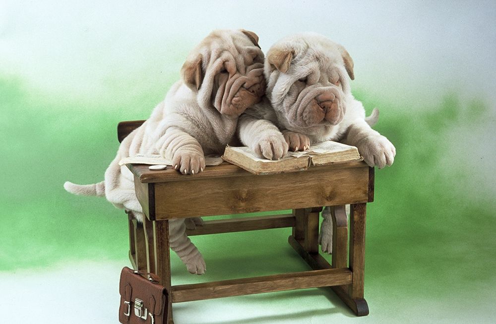 clever dogs art print by Patrick Hoenderkamp for $57.95 CAD