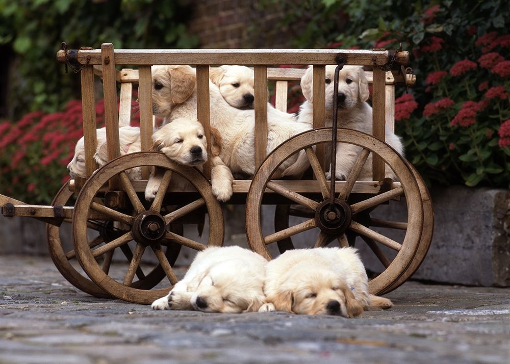 lazy labradors art print by Patrick Hoenderkamp for $57.95 CAD