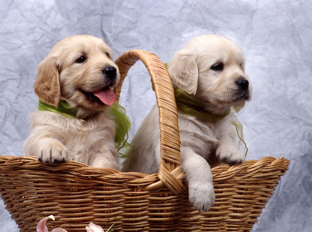 labrador puppies art print by Patrick Hoenderkamp for $57.95 CAD