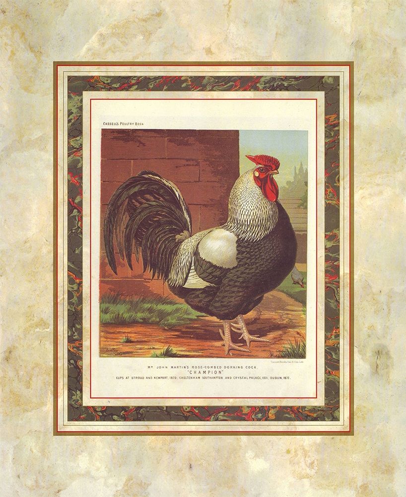 Rose-Combed Dorking Cock, Cassells Poultry Book art print by J.W. Ludlow for $57.95 CAD