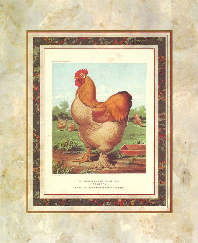 Buff. Cochin Cock, Cassells Poultry Book art print by J.W. Ludlow for $57.95 CAD