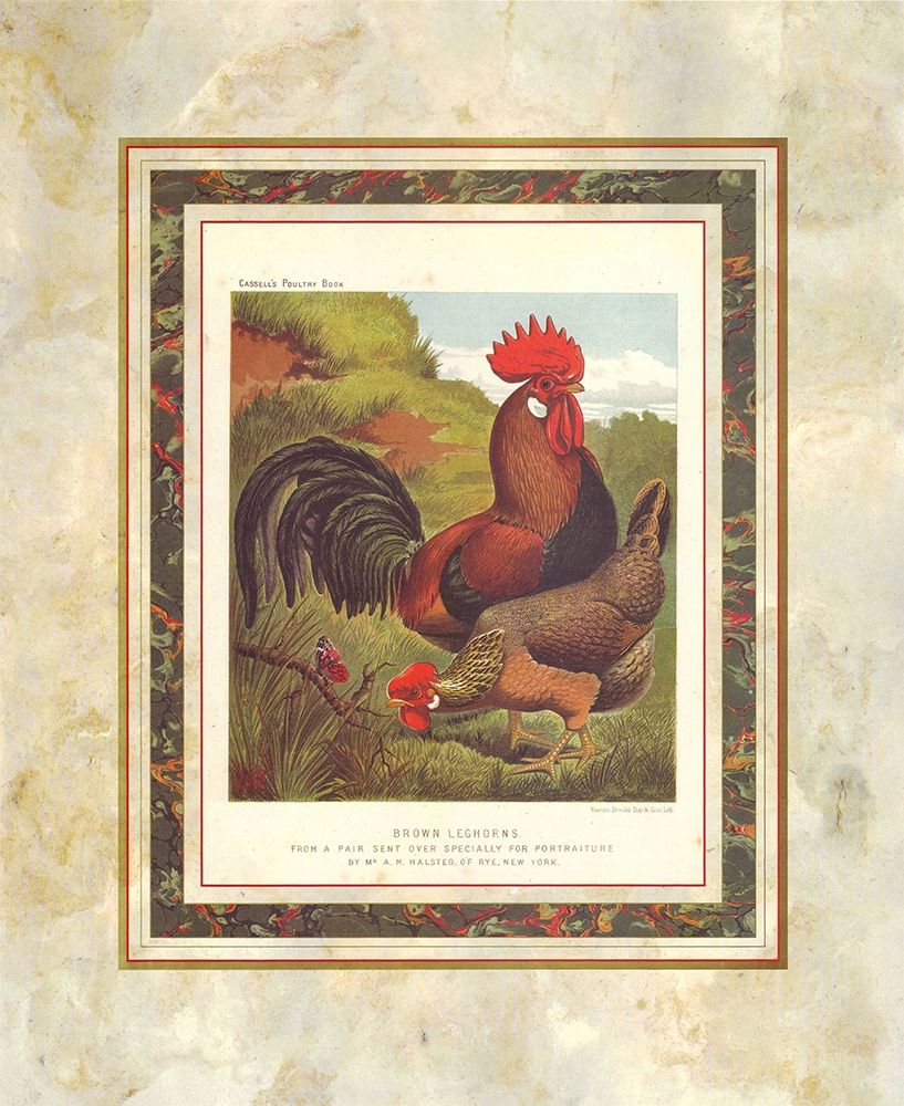 Brown Leg Horn, Cassells Poultry Book art print by J.W. Ludlow for $57.95 CAD