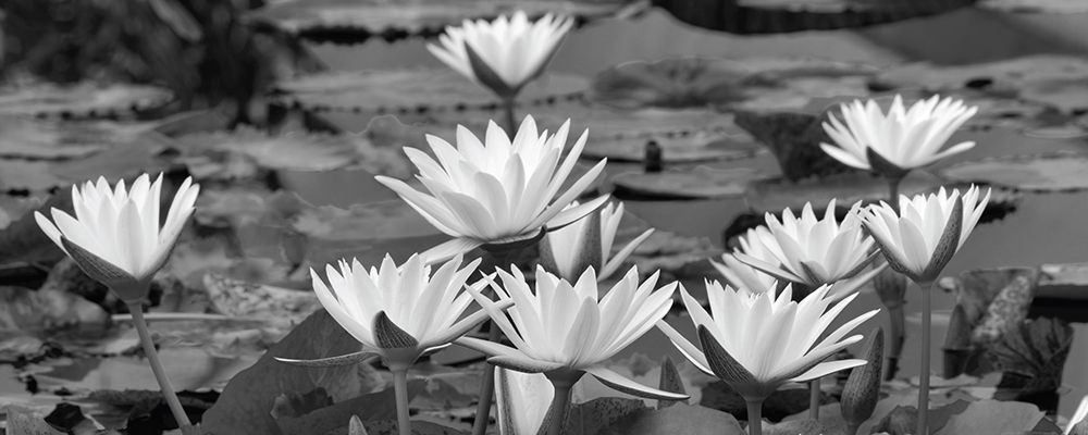 White Innocence Water art print by Dennis Frates for $57.95 CAD