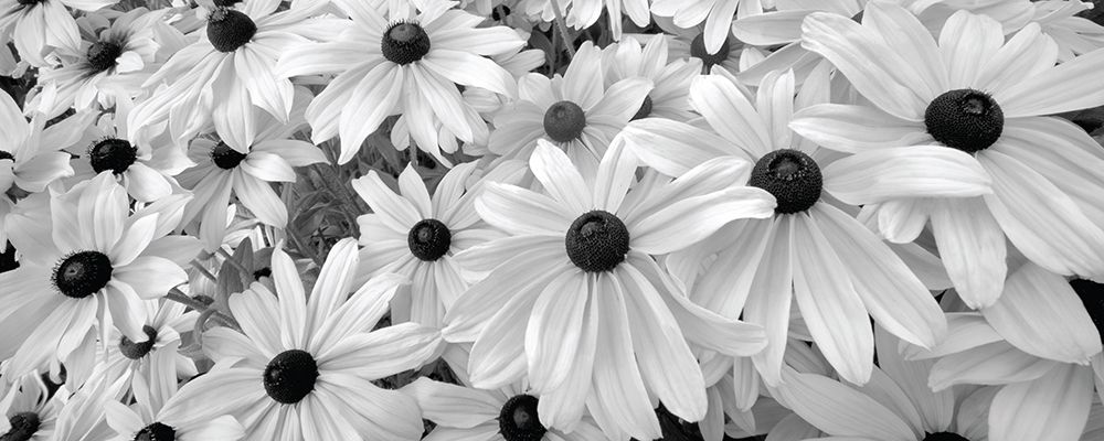 Black Eyed Susans art print by Dennis Frates for $57.95 CAD