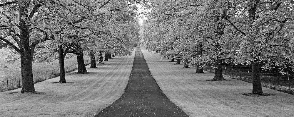 Maple Lined Road art print by Dennis Frates for $57.95 CAD