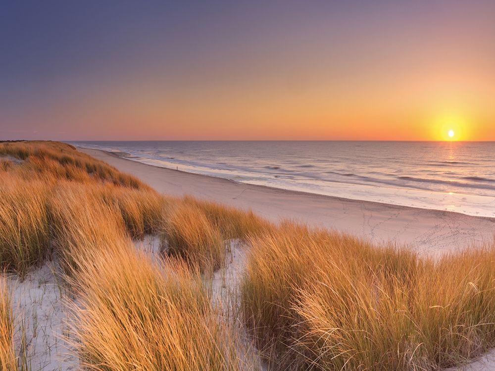 Flowing Copper Beach Grass art print by Winter for $57.95 CAD